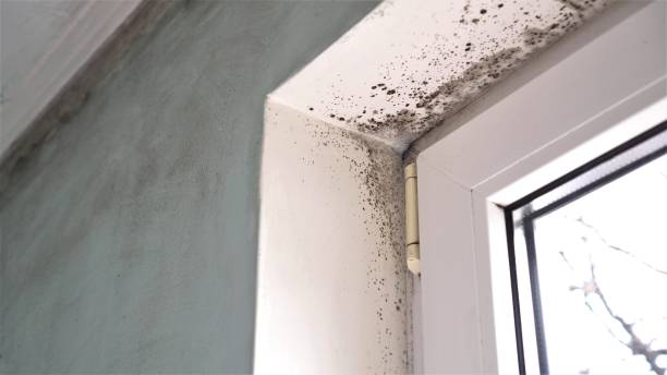 Best Mold Documentation for Insurance Claims  in Columbia Heights, MN