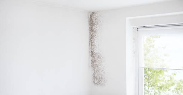 Best Real Estate Mold Inspection  in Columbia Heights, MN