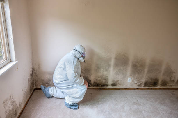 Best Mold Odor Removal Services  in Columbia Heights, MN