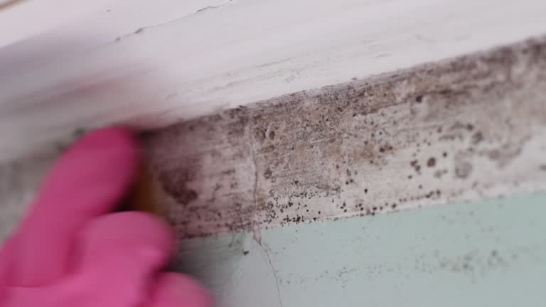 Best Crawl Space Mold Remediation  in Columbia Heights, MN